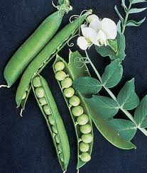 GardenSweetPeas