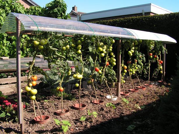 Roof over tomatoes