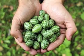 cucamelon