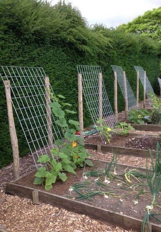 Vine ramp