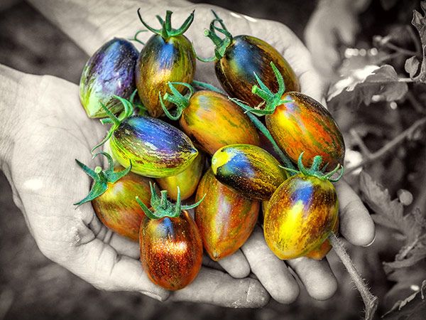 TomatoAtomicGrape