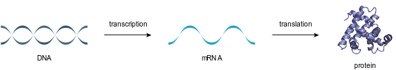 centraldogma